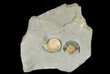 Two Fossil Ammonites (Promicroceras) - Lyme Regis #166646-1